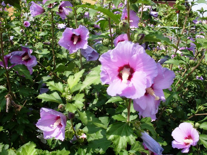 SDC13534; hibiscus de gradina
