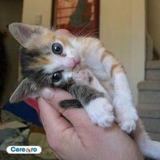 16420696_GHPIQHZUR - pisici