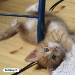16420703_ETWMIUOOU - pisici