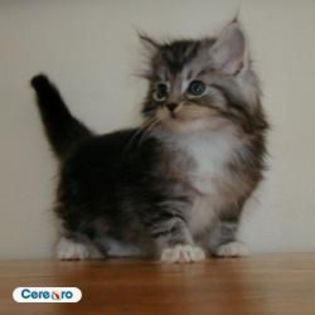 16420721_IQYDUMKAL - pisici
