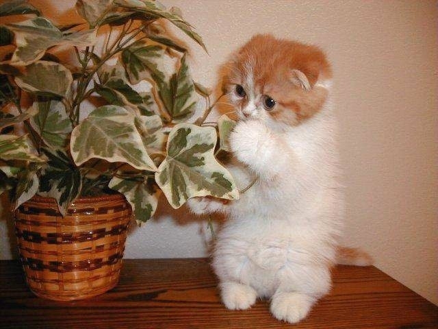 big_cat_eating_plant