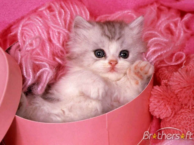 free_fluffy_cat_screensaver-47086-2 - pisici
