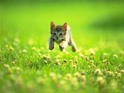 gallery_8645_123_1890 - pisici