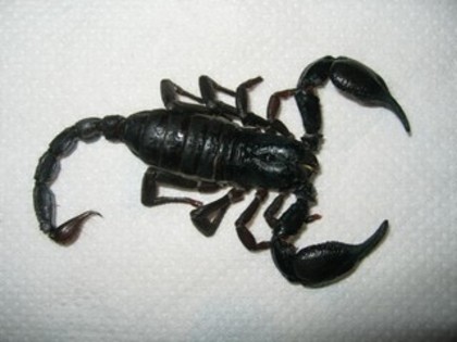 heterometrus-longimanus - scorpioni