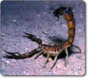 scorpion1 - scorpioni
