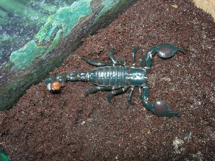 Scorpion_Pandinus_Imperator - scorpioni