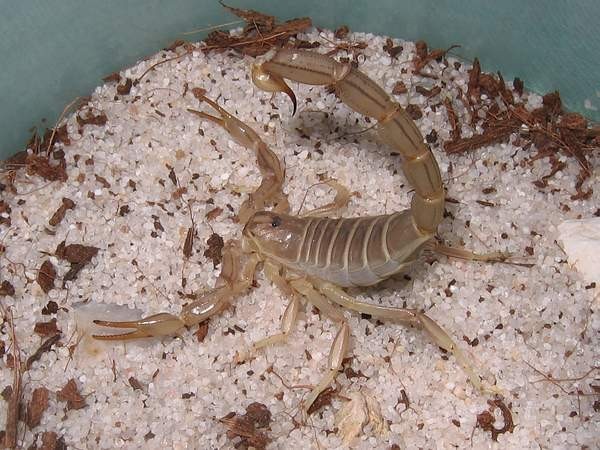 Scorpioni_Androctonus_Australis - scorpioni