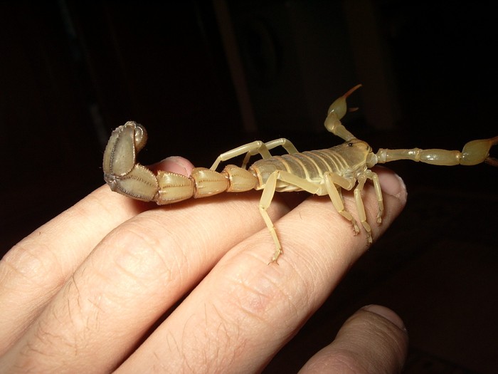 Scorpioni_Androctonus_Australis_Danger - scorpioni