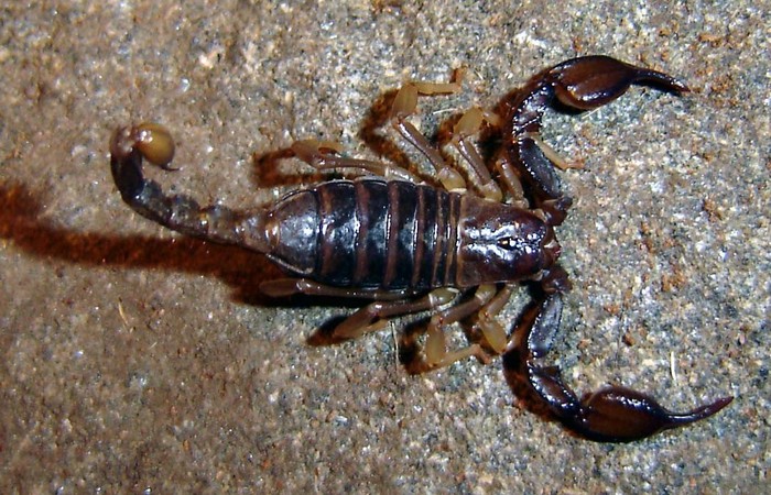 Scorpioni_Clesti_Lungi - scorpioni