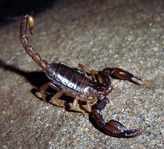 Scorpioni_Frumos - scorpioni