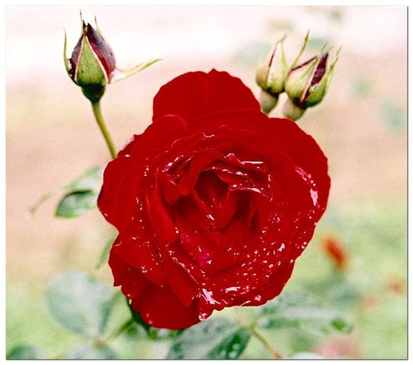 trandafir_voronet - trandafiri
