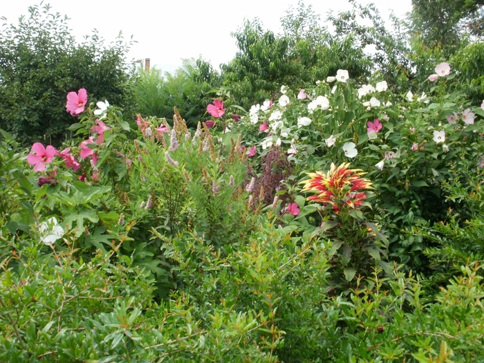 P7280046