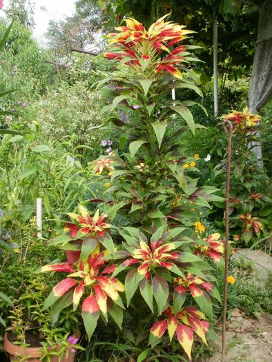 Amaranthus tricolor - Gradina de flori 2010