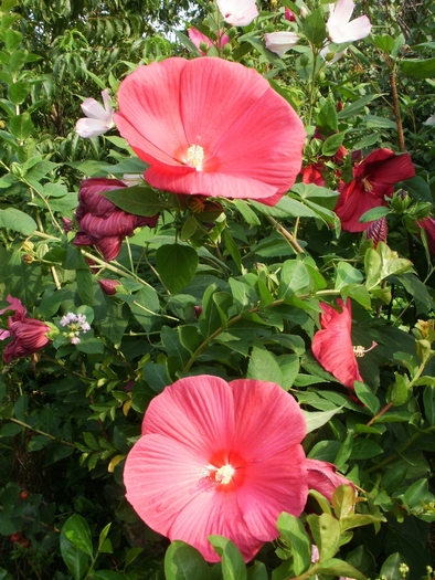 P7290010