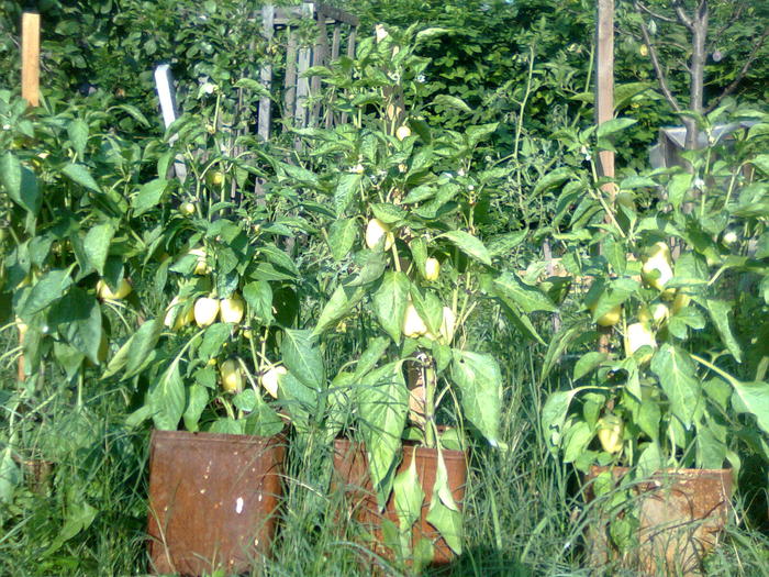 Imagine0371 - Cultivarea legumelor in ghivece