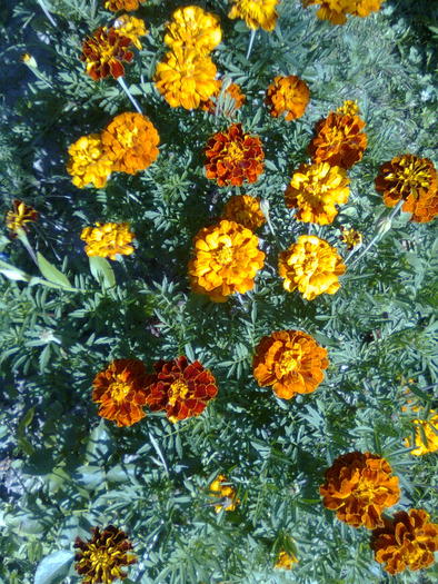 Imagine0356 - Flori de vara
