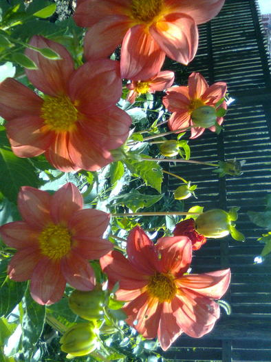 Imagine0357 - Flori de vara