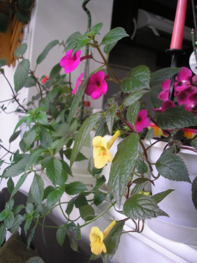 P7290368