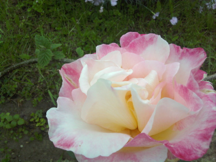 2010-05-29 20.40.38 - trandafiri