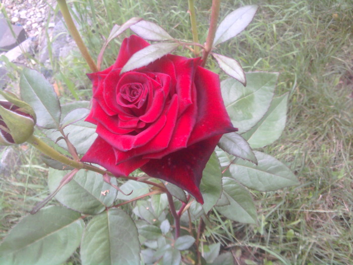 2010-06-27 20.27.53 - trandafiri