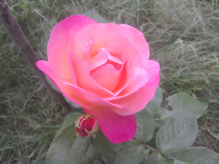2010-06-27 20.27.23 - trandafiri