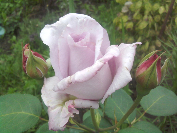 2010-06-27 20.36.08 - trandafiri