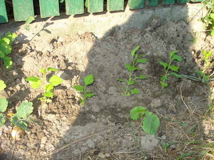 HIBISCUS DIN SEMINTE