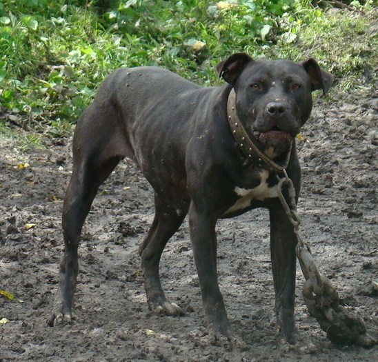 orca - D-Femele de pitbull