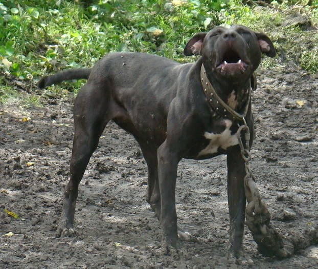 orca - D-Femele de pitbull