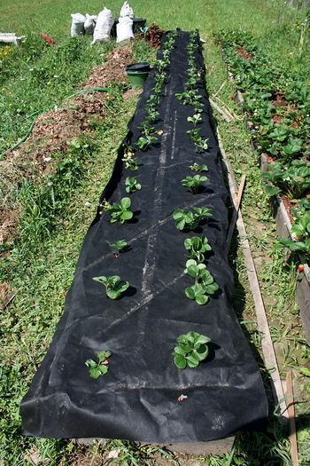 asezarea panzei anti-buruieni - zzz Cultivati capsuni asa