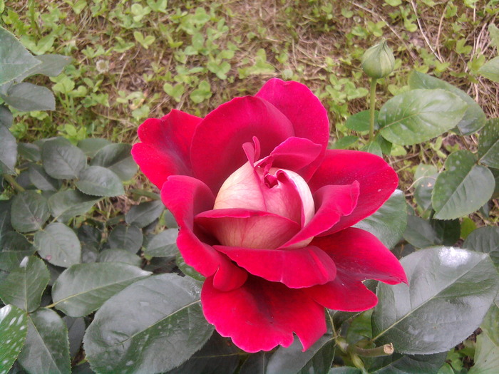 2010-07-09 15.11.39 - trandafiri
