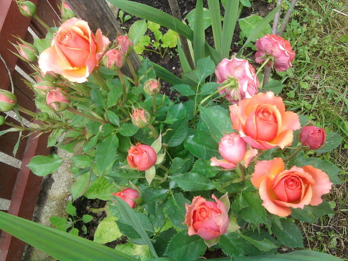 2010-07-09 15.12.42 - trandafiri