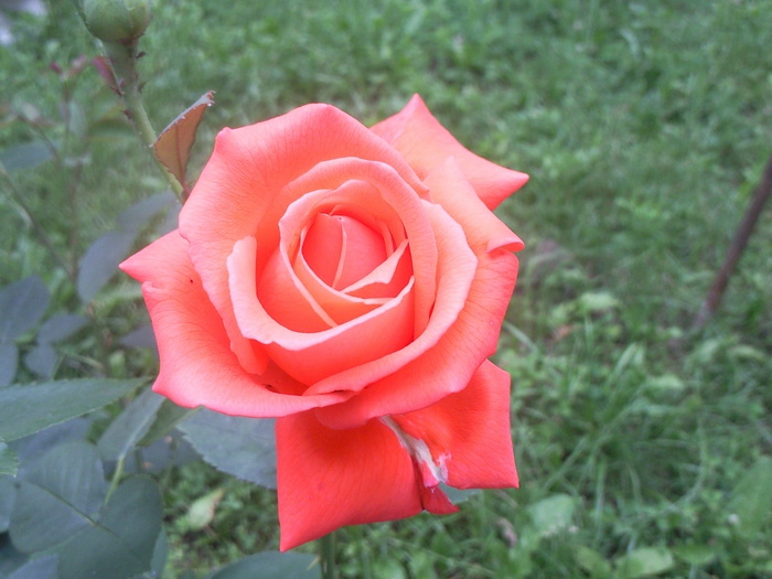 Photo1904 - trandafiri