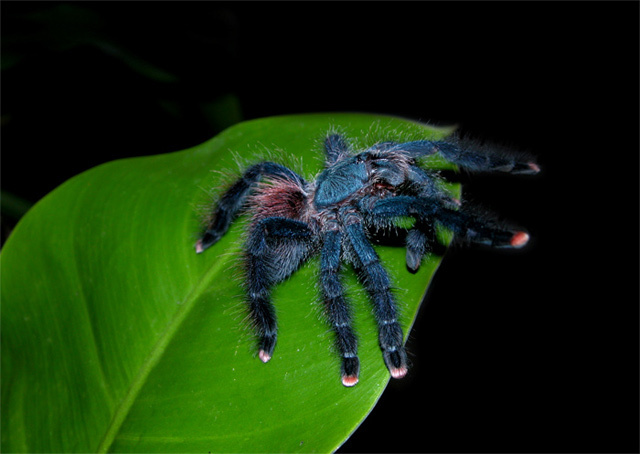 Tarantule_Avicularia_Sweet