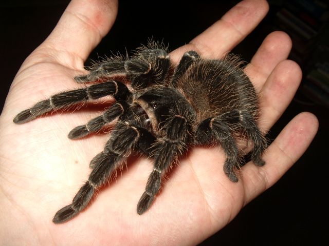 Tarantule_Black_Beauty