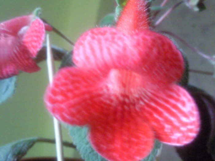 Photo2133 - kohleria