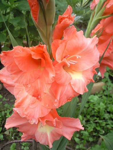 Photo2312 - gladiole 2010