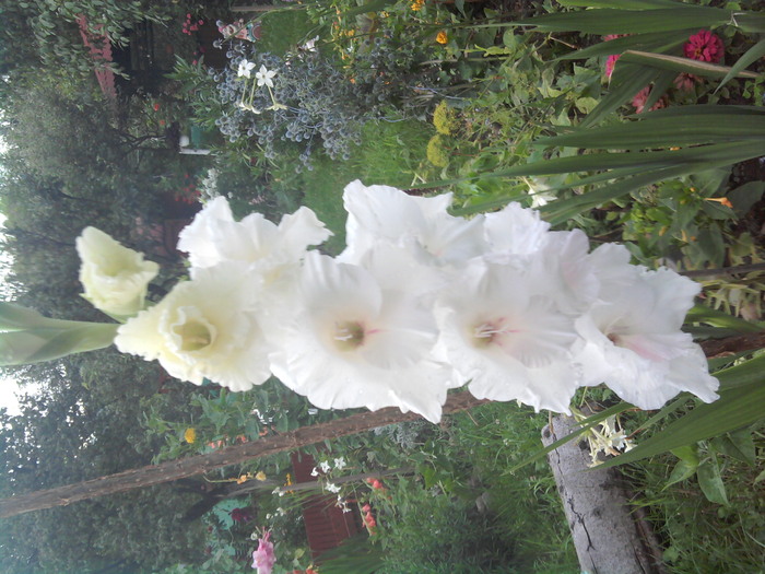 2010-07-24 20.35.42 - gladiole 2010