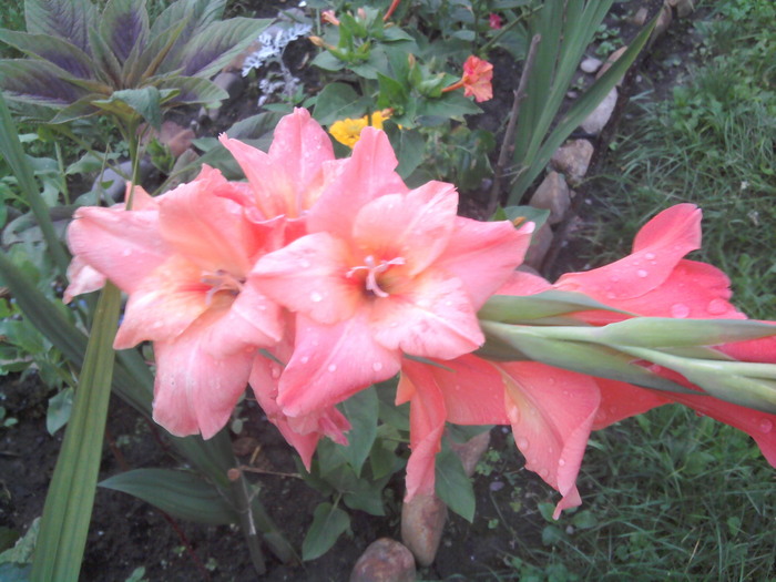 2010-07-24 20.35.59 - gladiole 2010