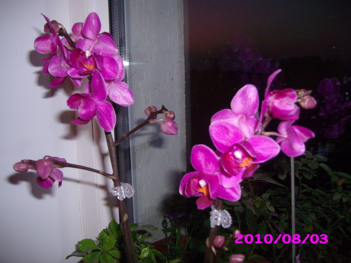 aceeasi orhidee