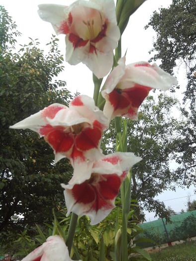 2010-07-24 20.36.33 - gladiole 2010