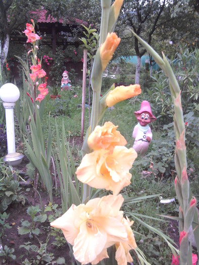 2010-07-24 20.37.37 - gladiole 2010