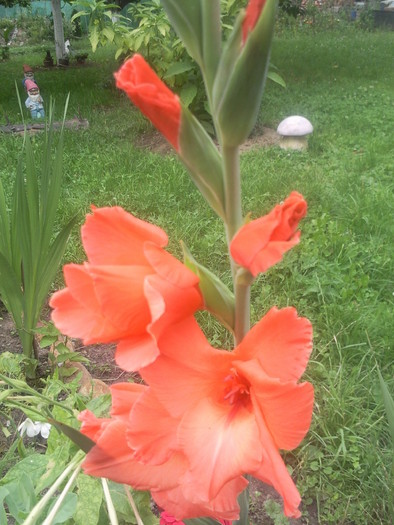 Photo2205 - gladiole 2010