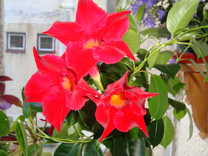 DSC03587 - Flori 2010