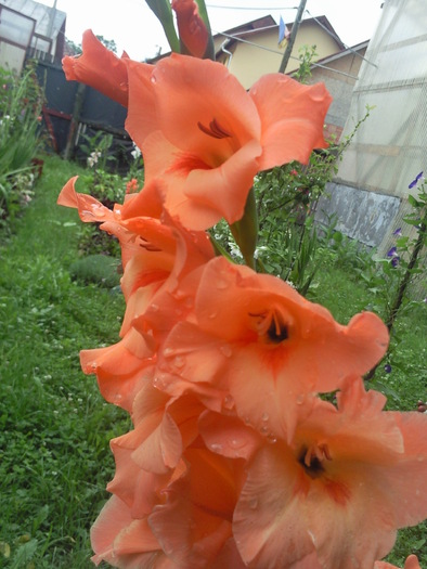 Photo2294 - gladiole 2010