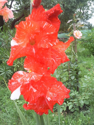 Photo2309 - gladiole 2010