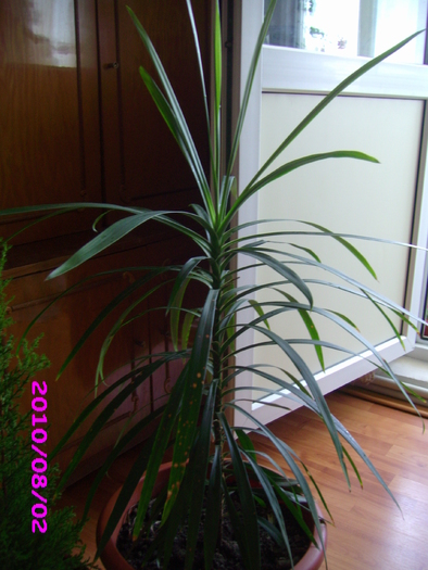 dracena