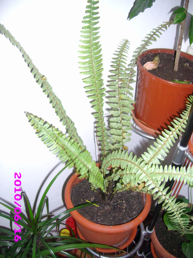 feriga( nephrolepis) - flori care nu infloresc