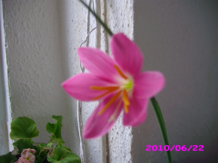 zephirantes grandiflora(brindusa ) - flori diverse