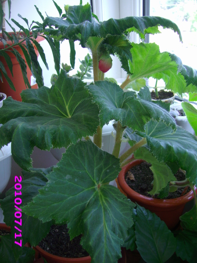 begonia tuber.rosie - flori diverse